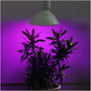 Plant lamp with bulb 20W Model: 200LED 