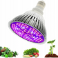 Ampoule E27 pour plantes 80W + douille 230V Modèle : MDA-PG08